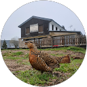 DIDIER BRELOT profile picture